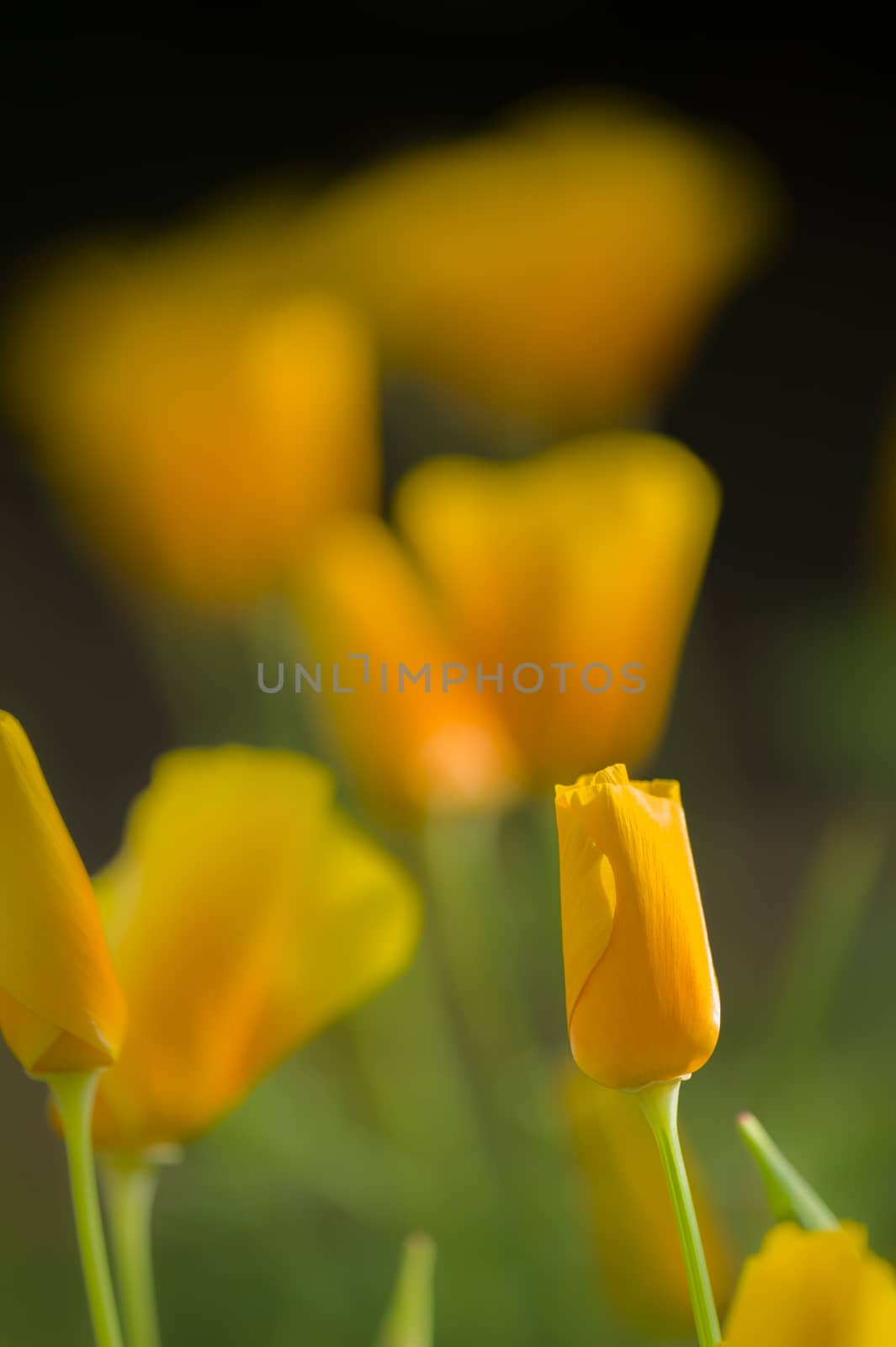 Yellow poppy flowers in full bloom in a green grass under the sun