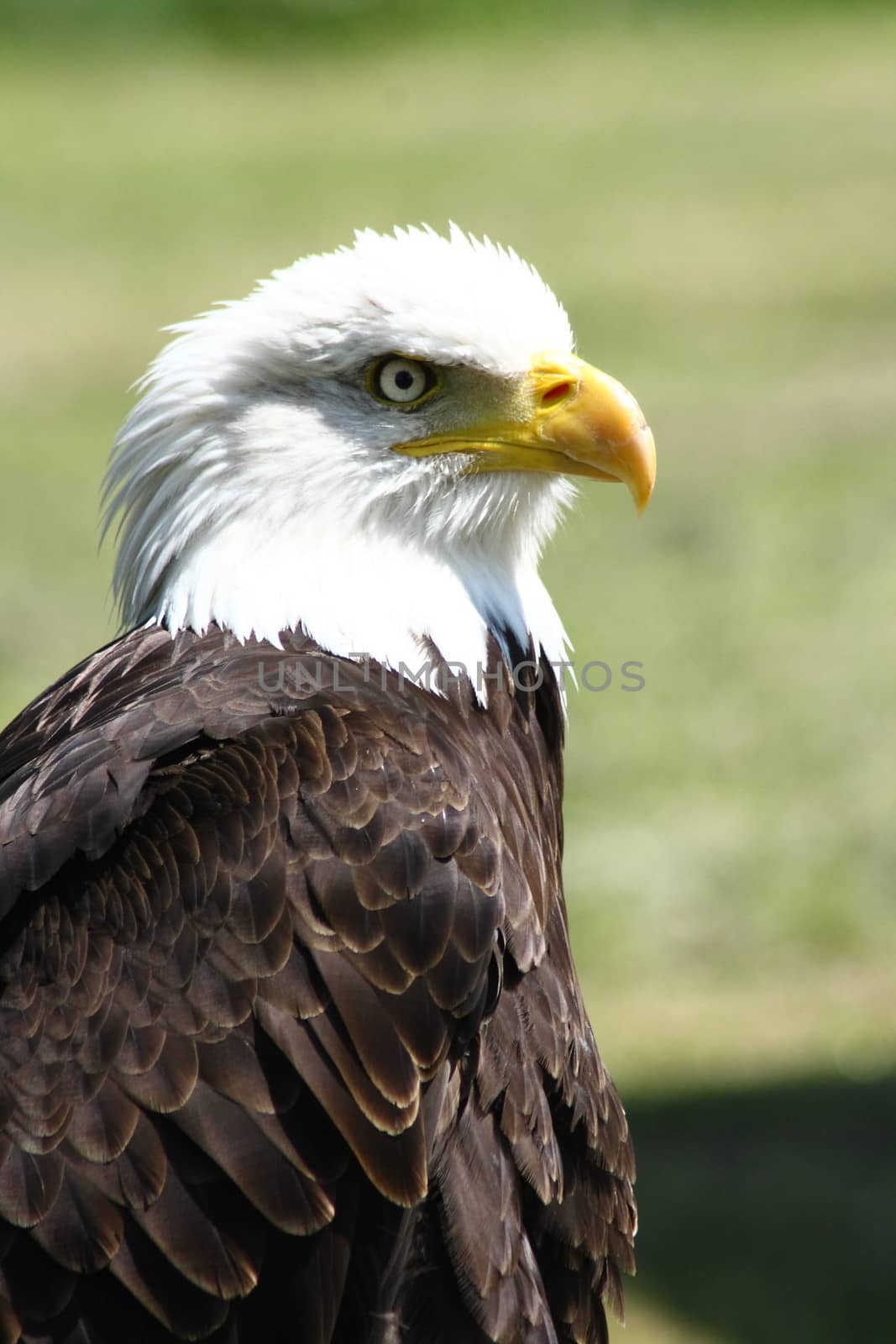 Detailed view of a bald eagle (Haliaeetus leucocephalus)