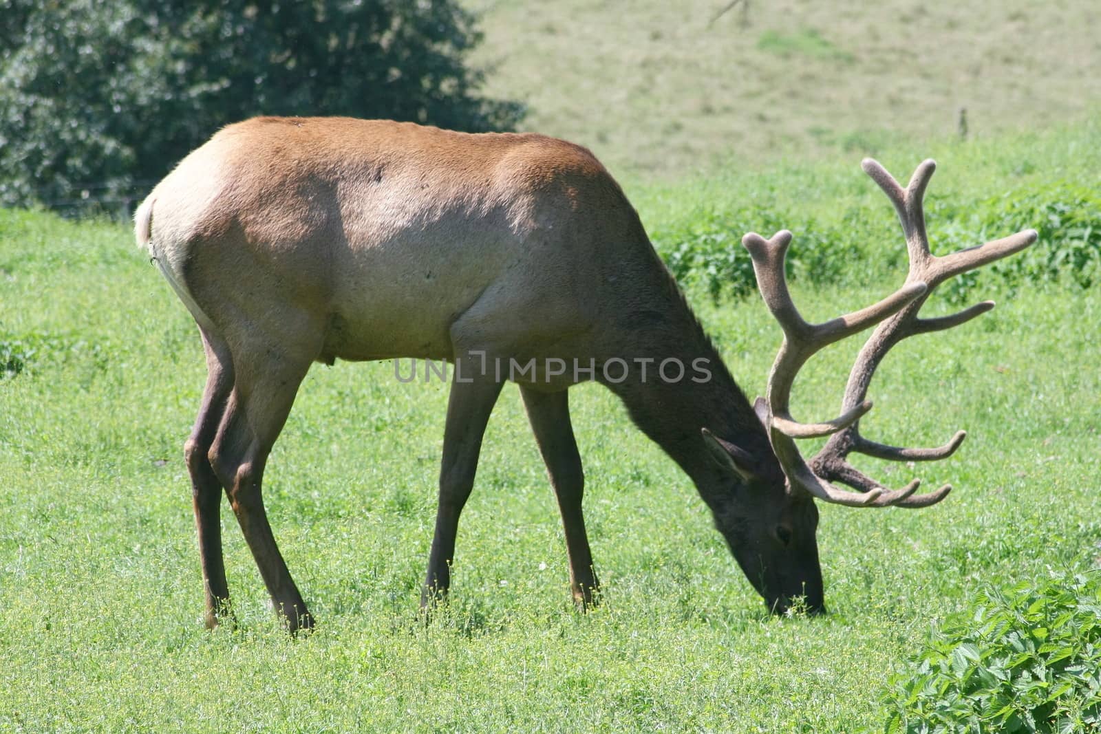 one bull elk (Cervus canadensis) grazing on a green meadow