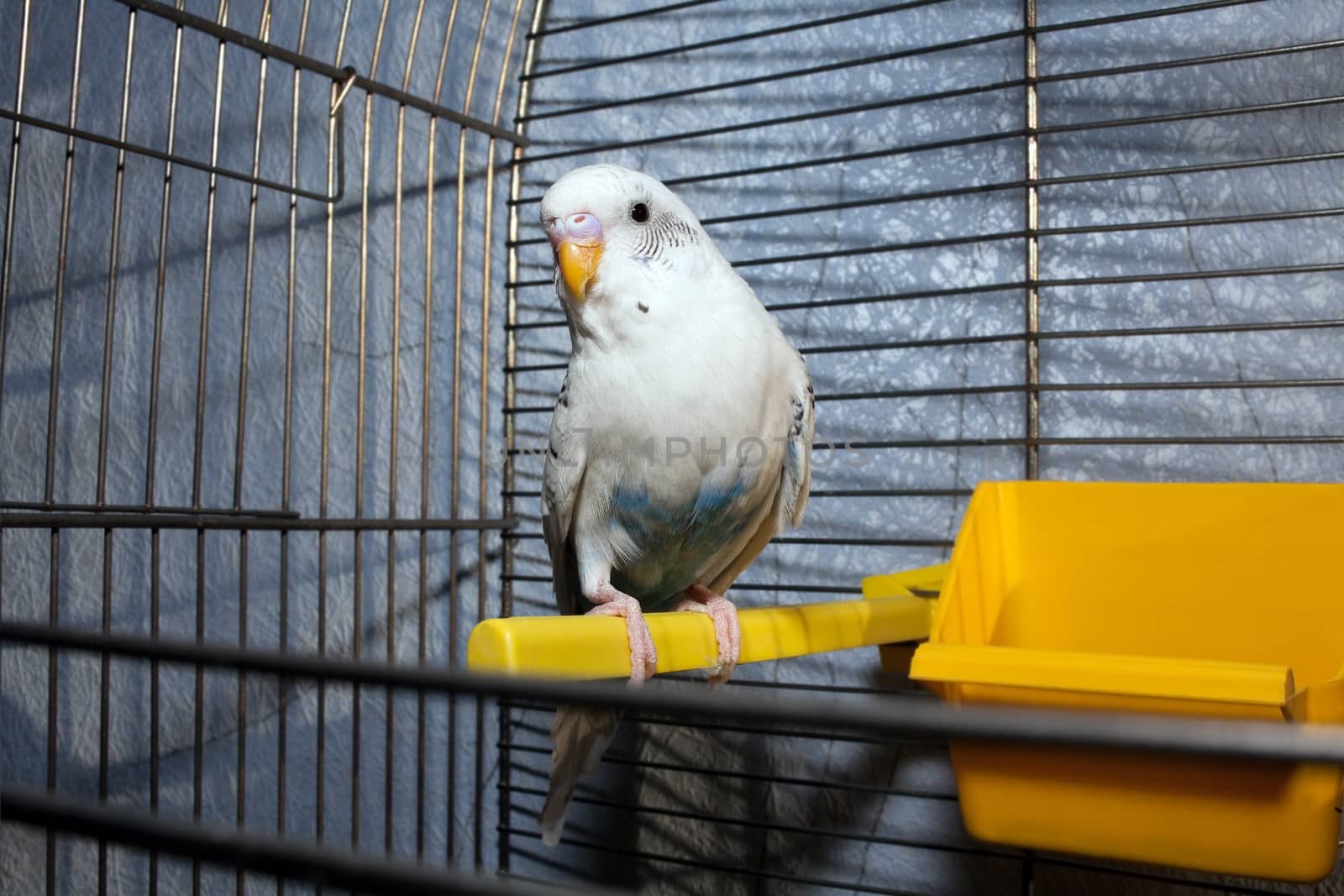 White wavy parrot in a metal cage on a perch