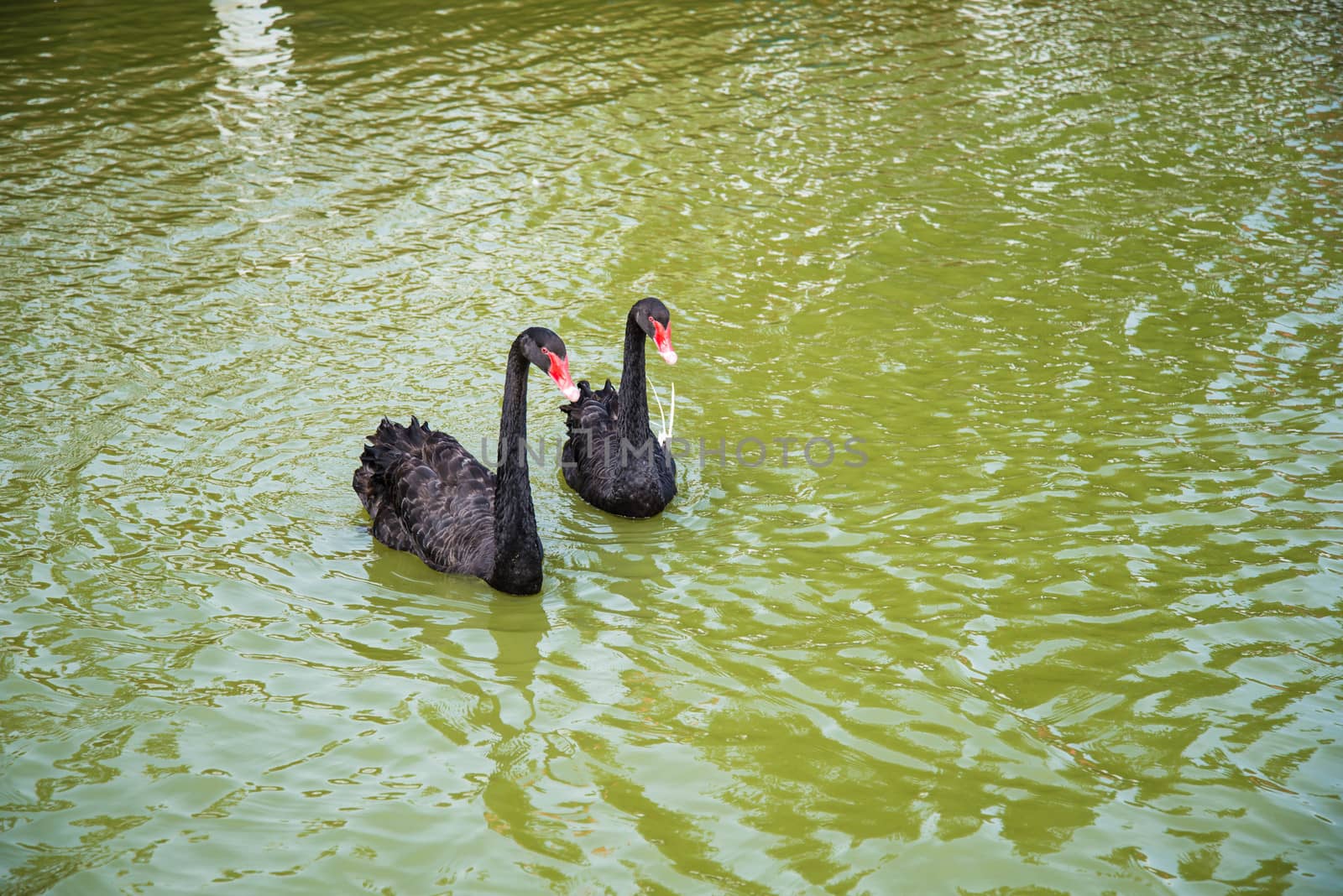 Two black goose swim in the river.