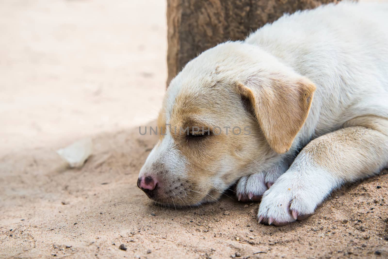 Lonely dog in a home in the country.