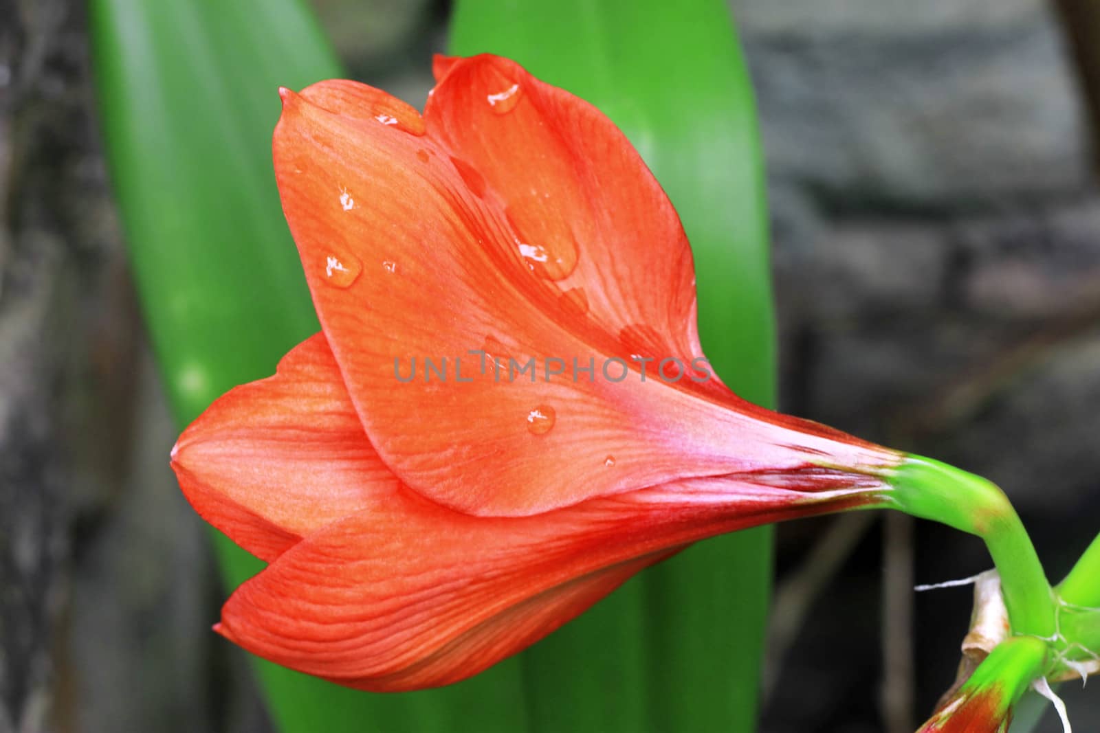 Blooming red amarilis and water drops after rain