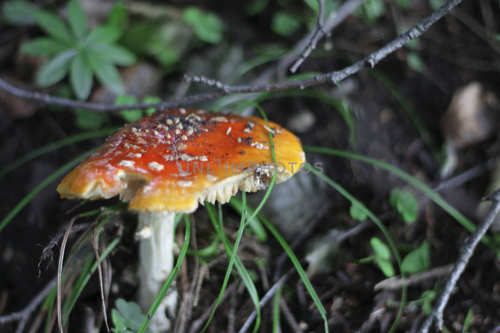 Red Poisoned Mushroom Growing In The Summer Forest