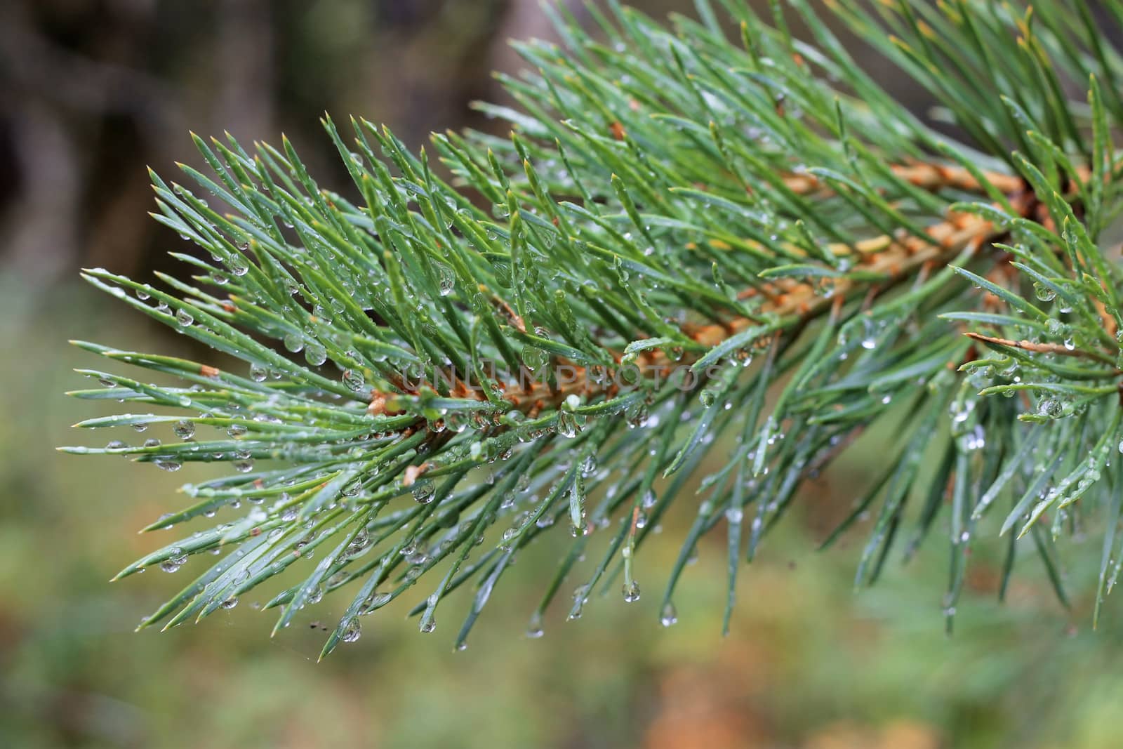 Water drops on fir tree after rain