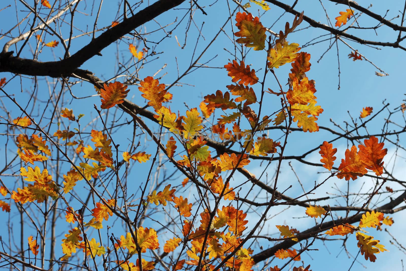 Oak leaves on the branch of the tree
