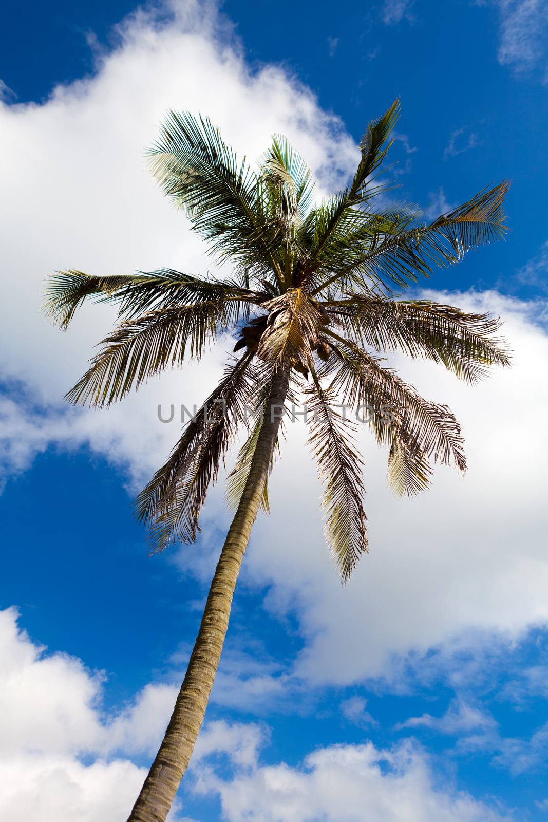 Close up detail of a tropical coconut palm tree variety found in Bermuda.