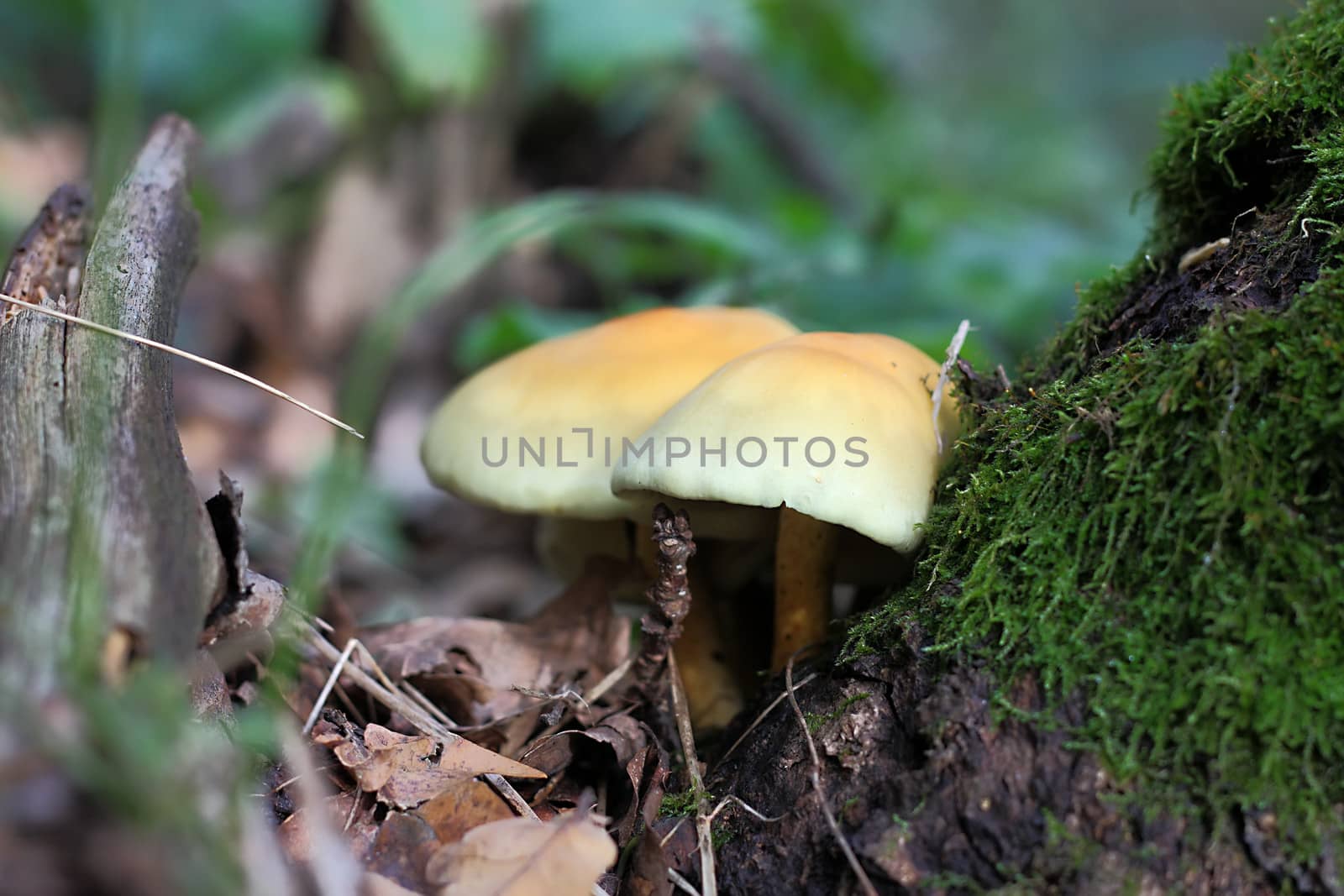 A couple mushrooms near tree