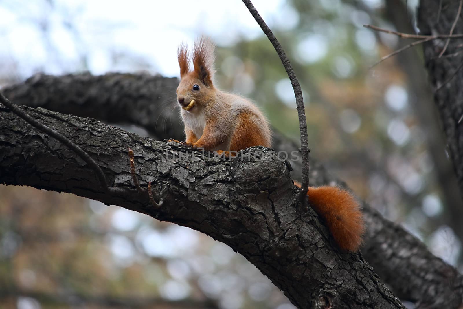 Squirell eats a cookie at the tree