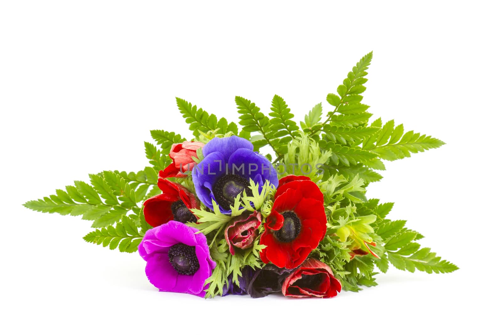 Bouquet Anemones on white background