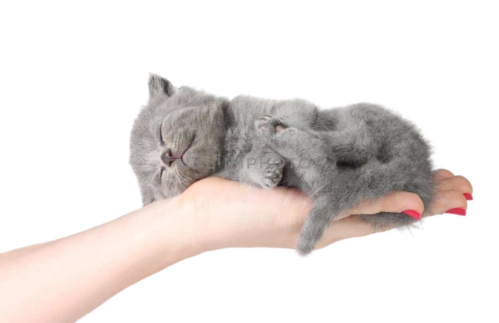 Little kitten sleeping in the hands at white background