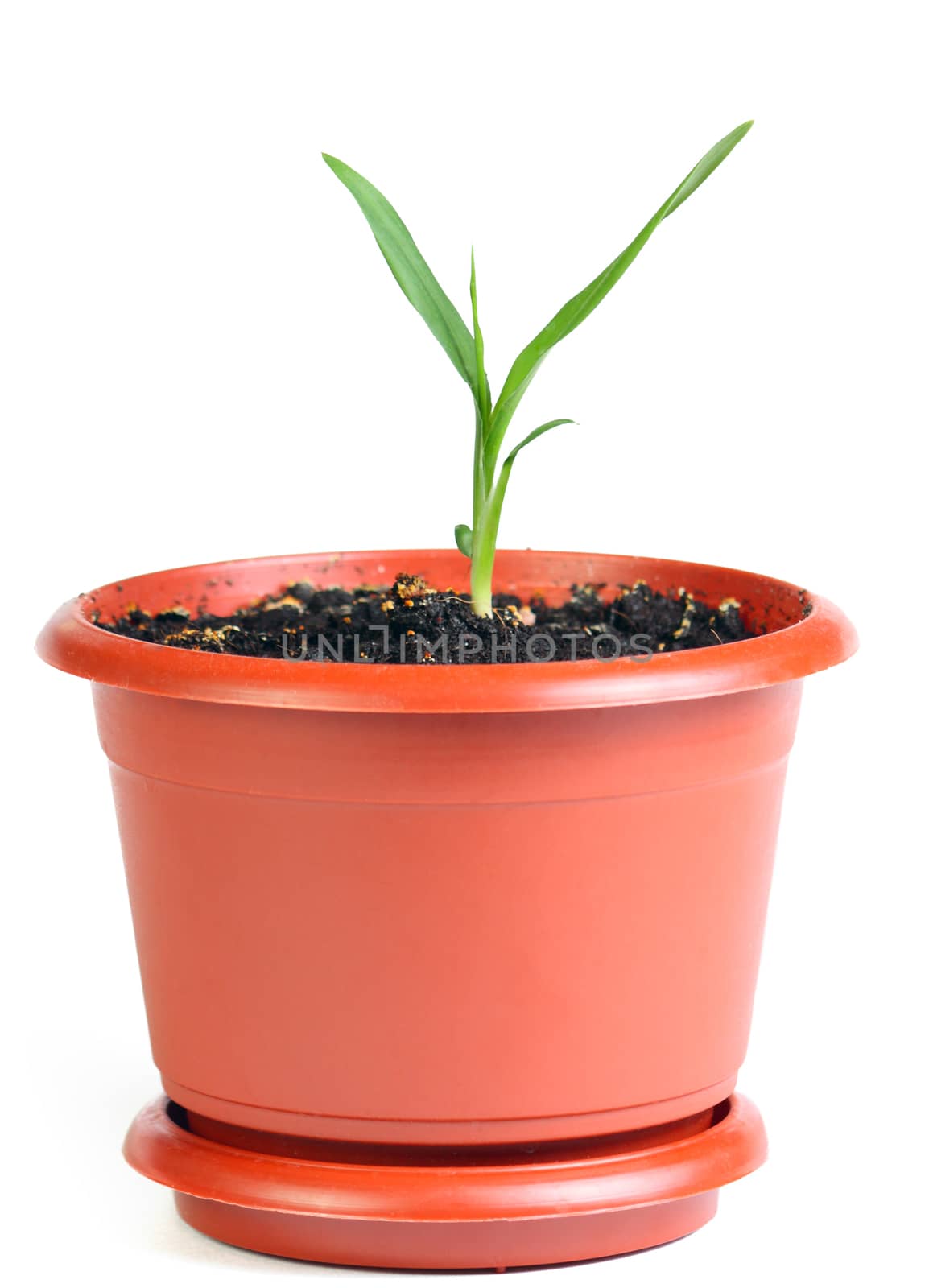 Sprout in the flowerpot isolated at the white background