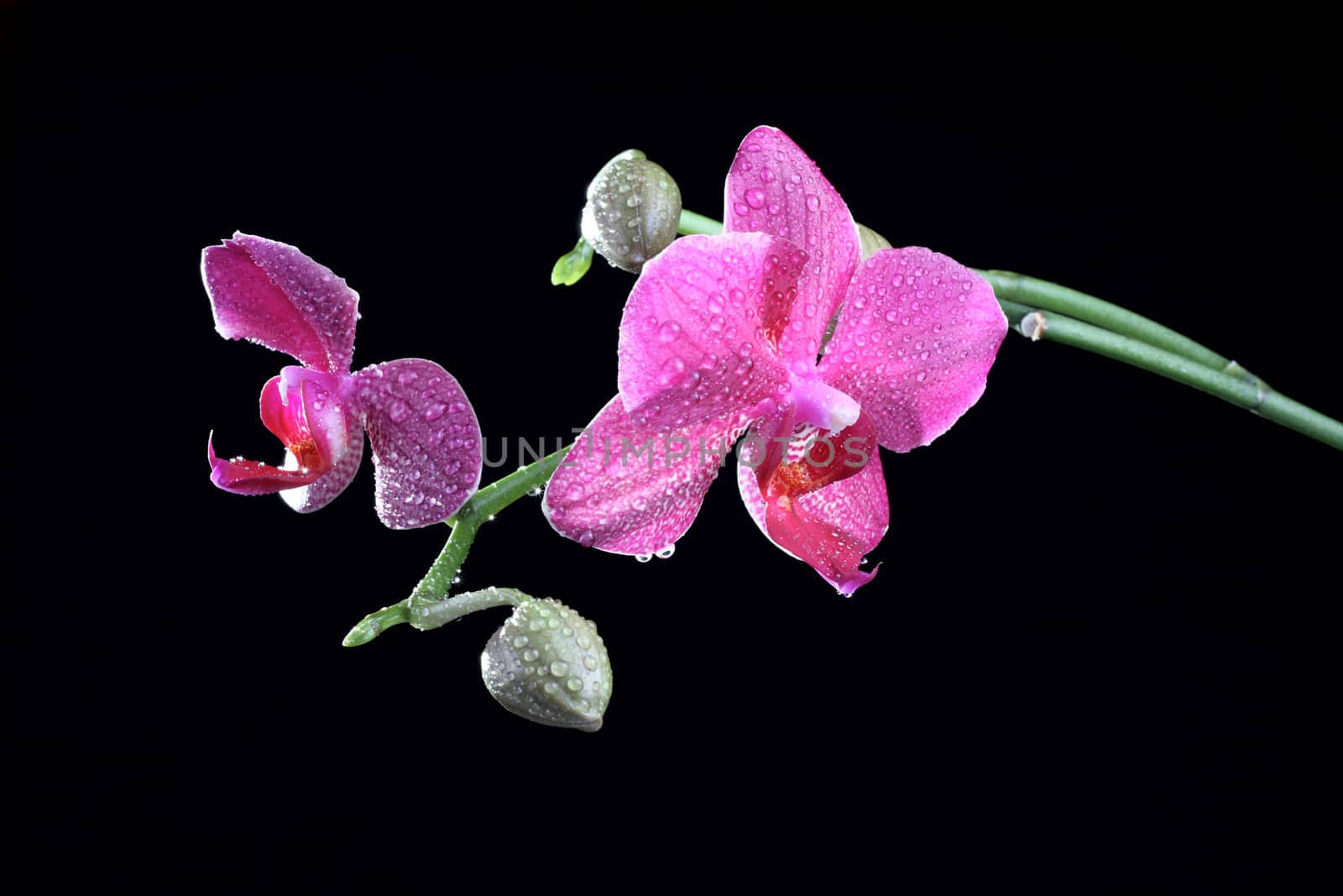 Orchid flower with bud at the branch by dedmorozz