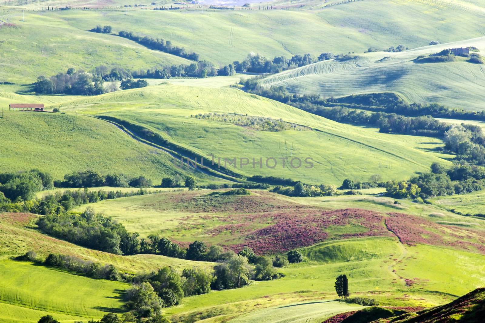 Green typical tuscan landscape in spring time
