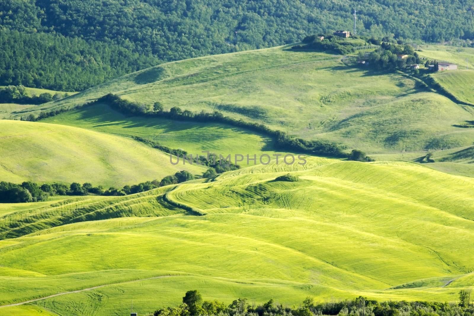 Green typical tuscan landscape in spring time