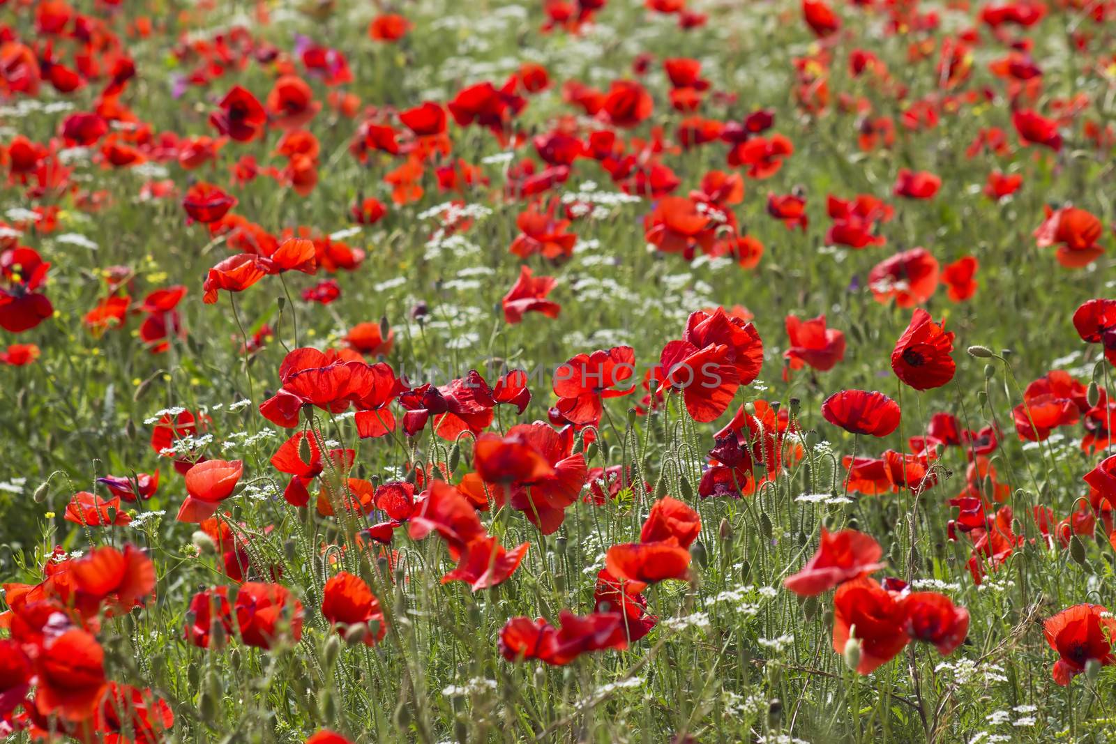 red poppies