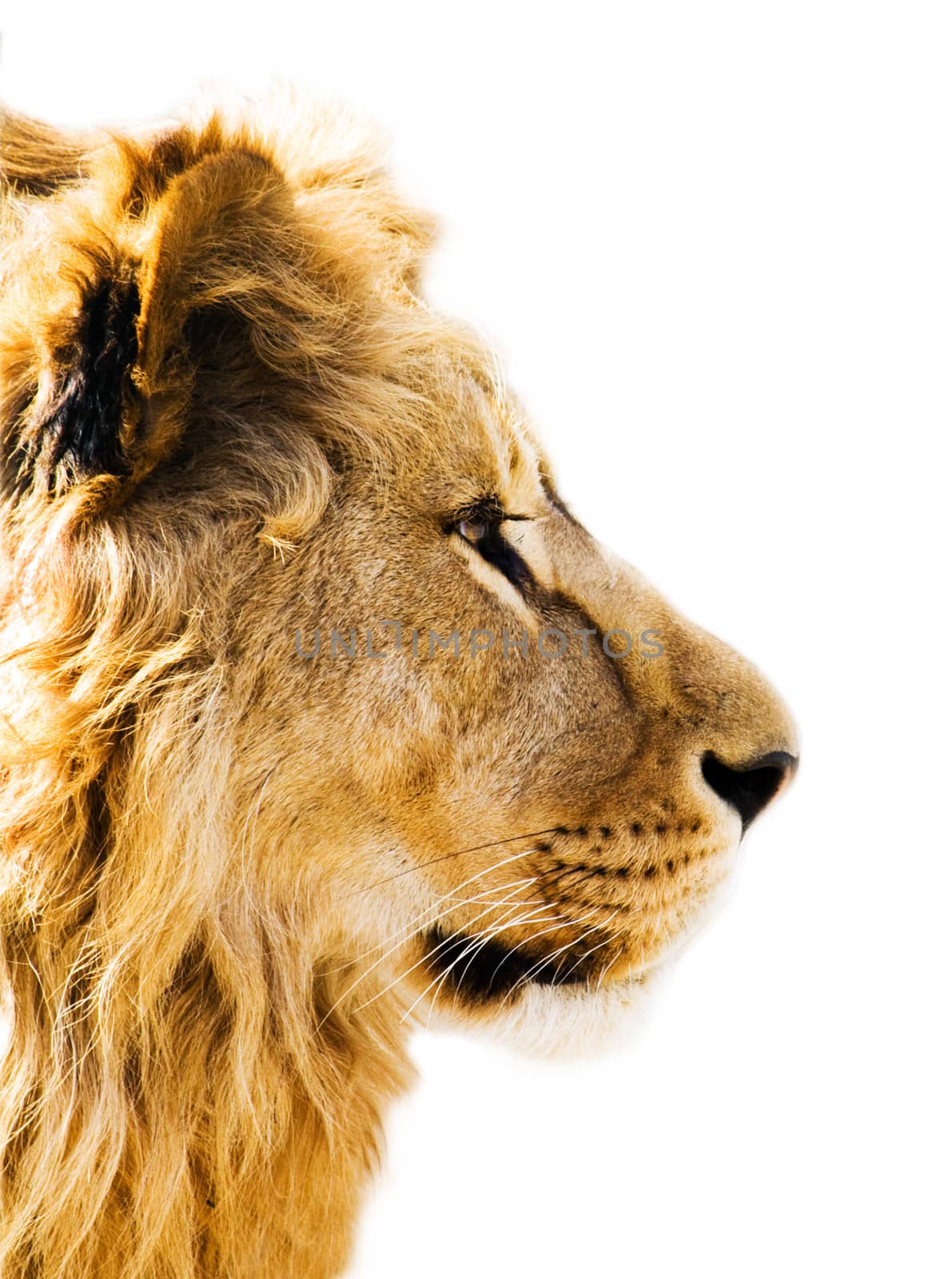 Lion's portrait by dedmorozz