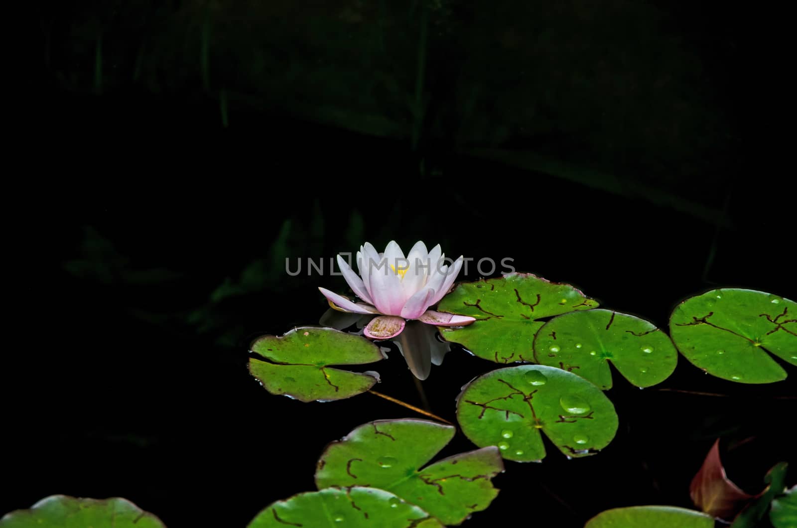 Nimphaea flower and green leafs