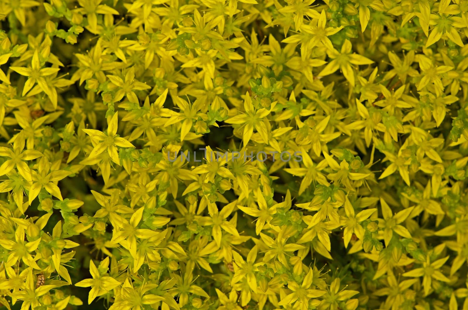 Yelow bloom texure in summer 