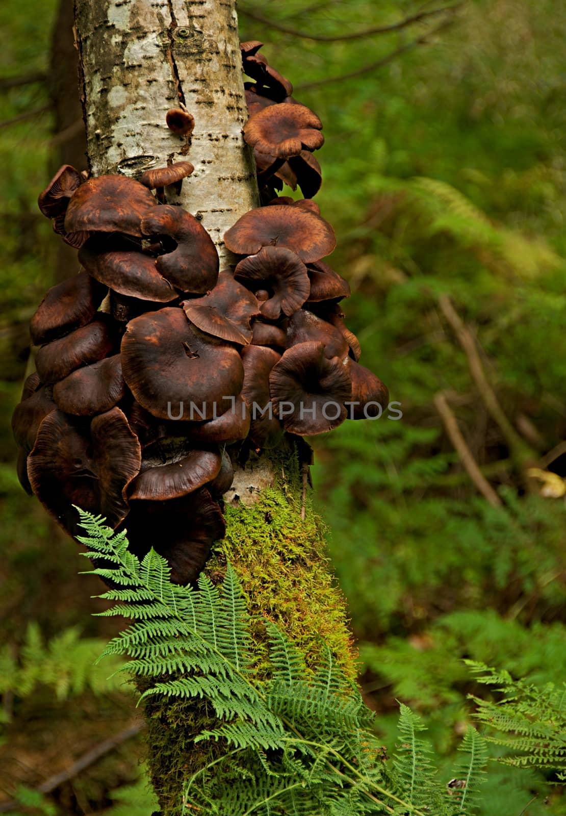Brown fungus on tree in summer