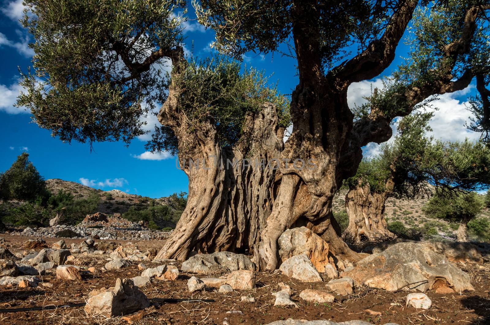 Olive tree in Akrotiri, Crete