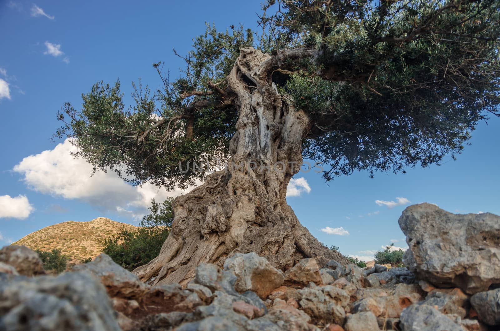 Olive tree in Akrotiri, Crete