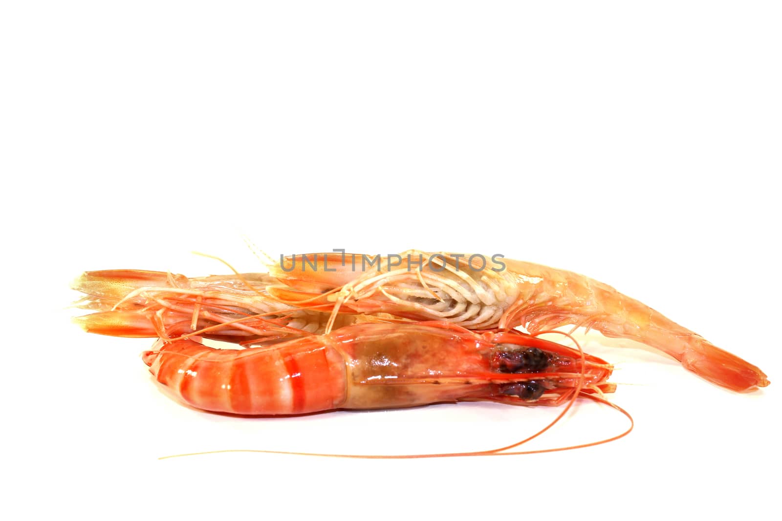 Black Tiger Shrimp on a white background