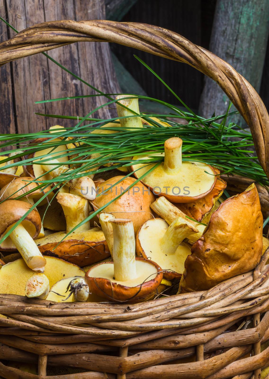 Still life of yellow boletus mushrooms in a basket