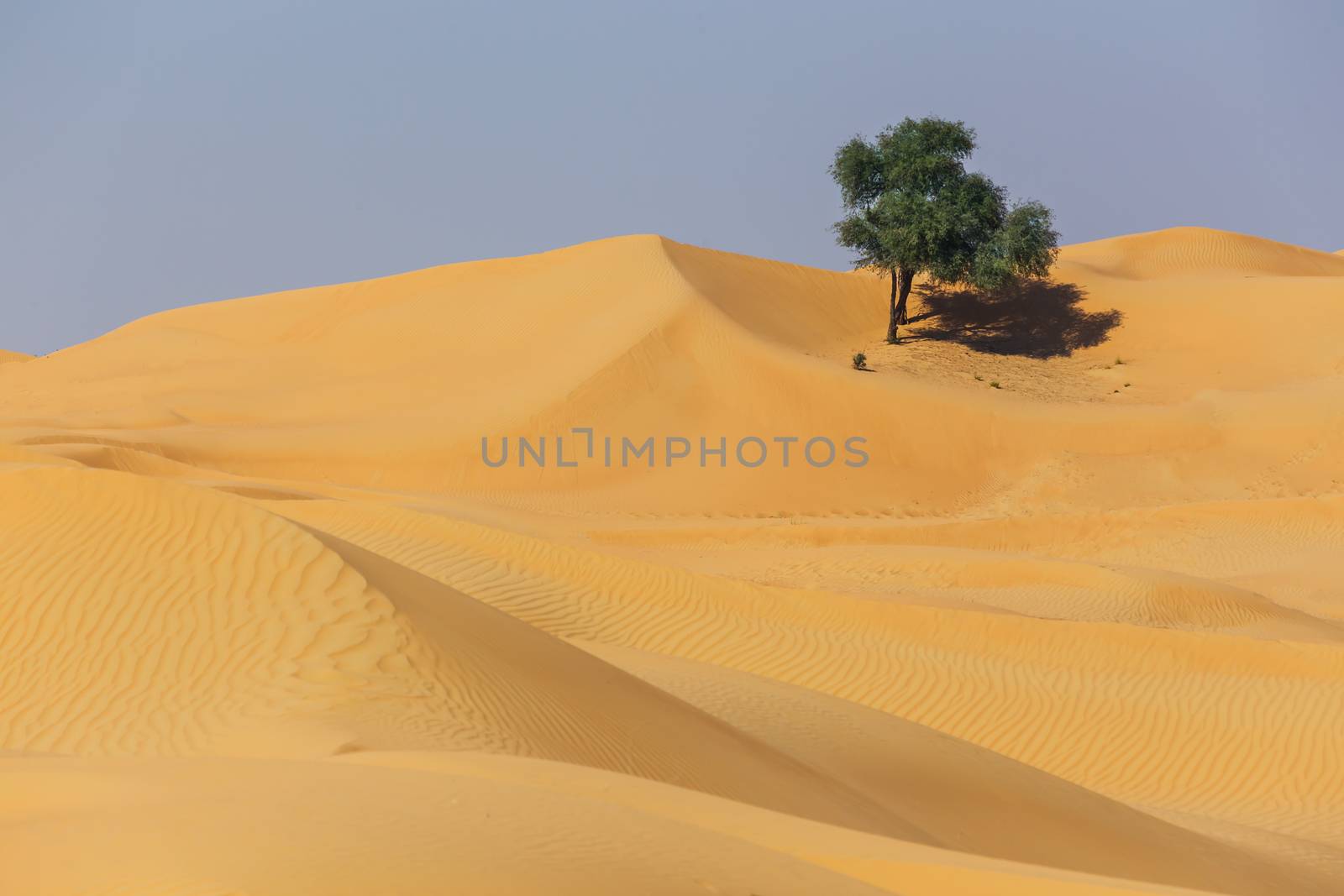 The Arabian desert on a hot sunny day