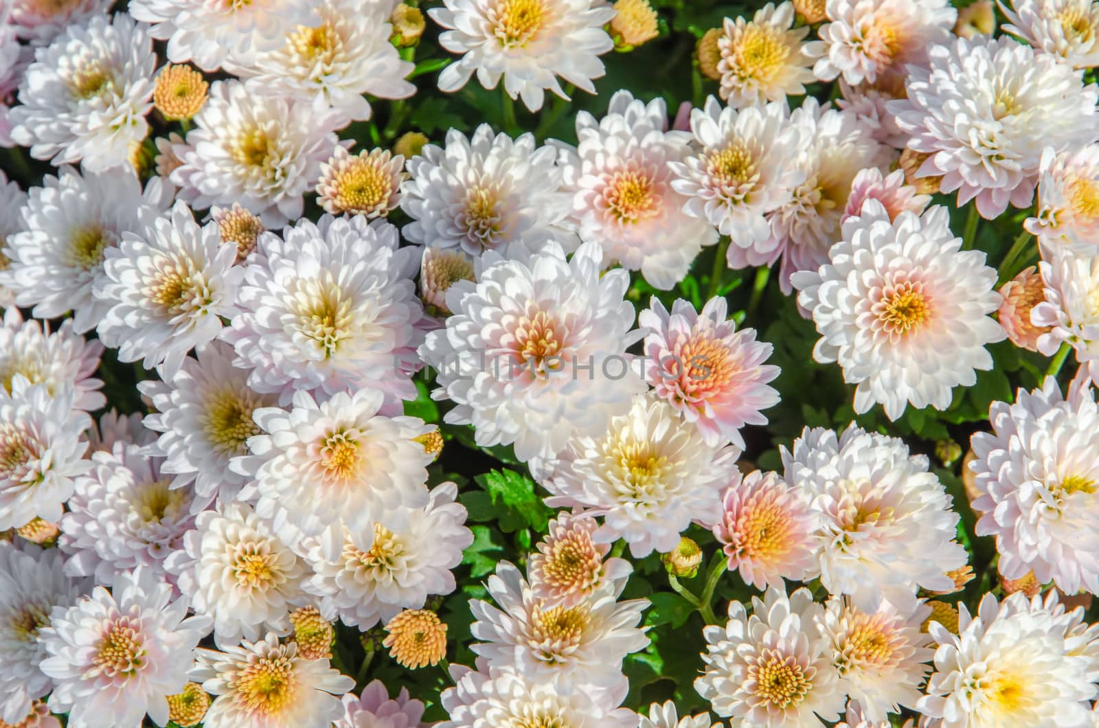 A display of very pale pink potted chrysanthemums in a garden centre.