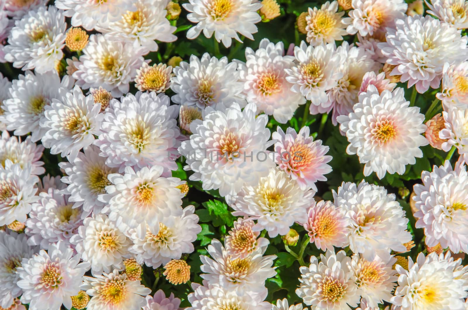 Flowers: chrysanthemums by morskaja