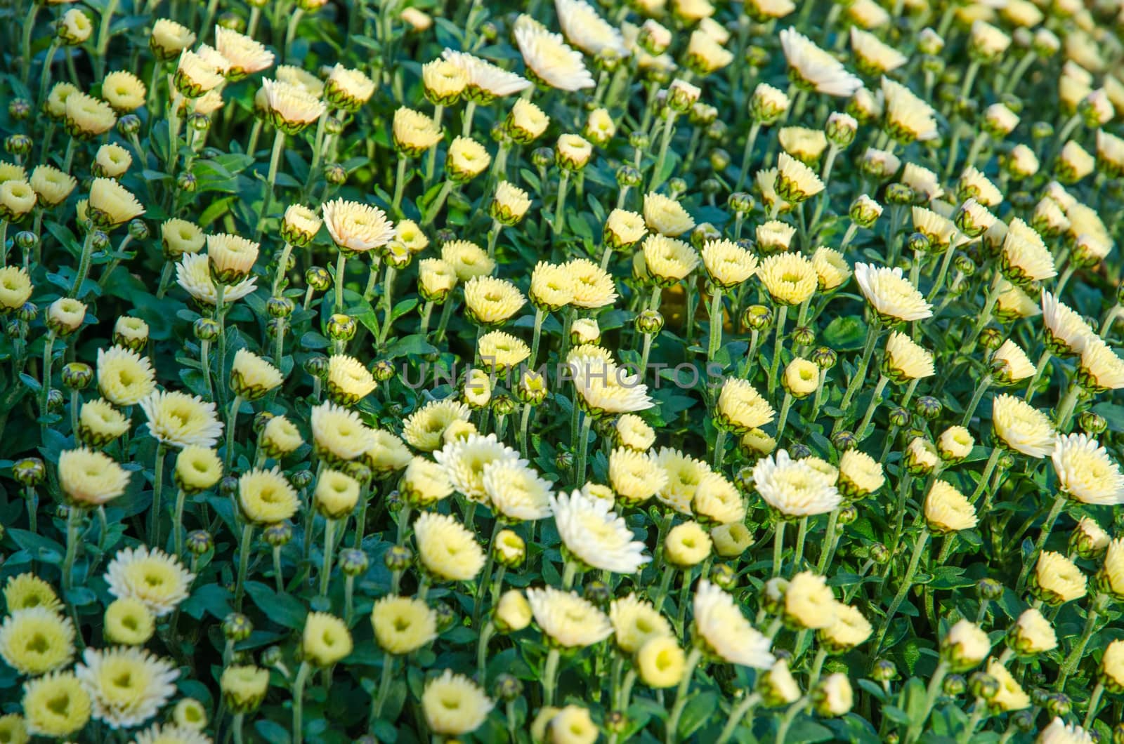 A display of white potted chrysanthemums in a garden centre.