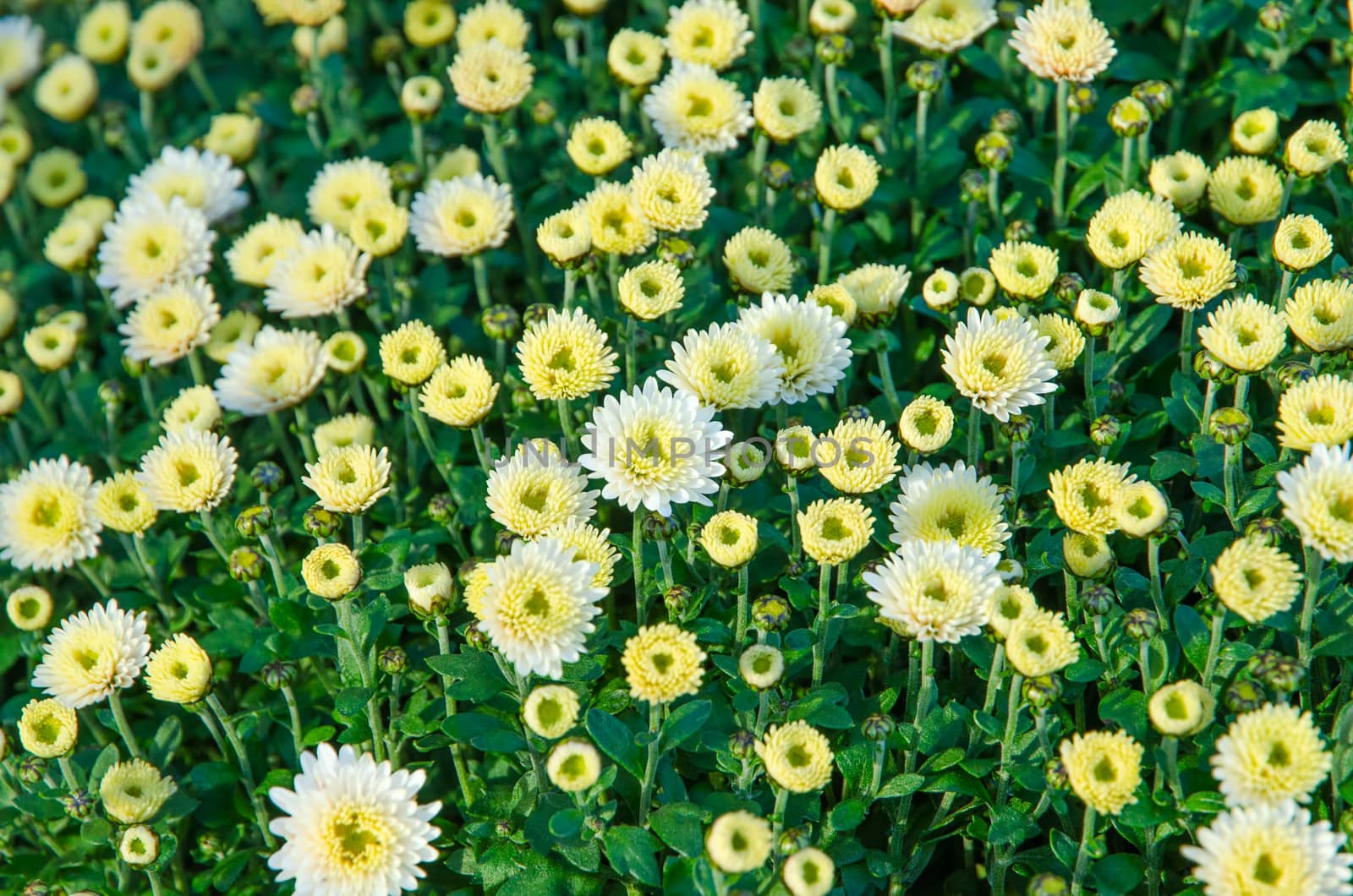 A display of white potted chrysanthemums in a garden centre.