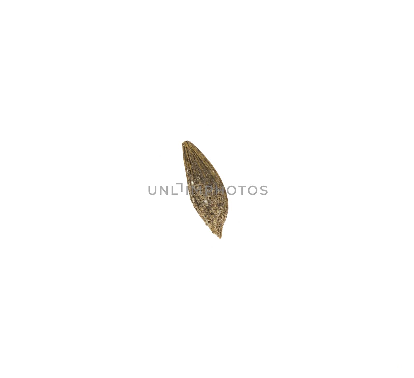 Macro of a lettuce seed isolated on white background