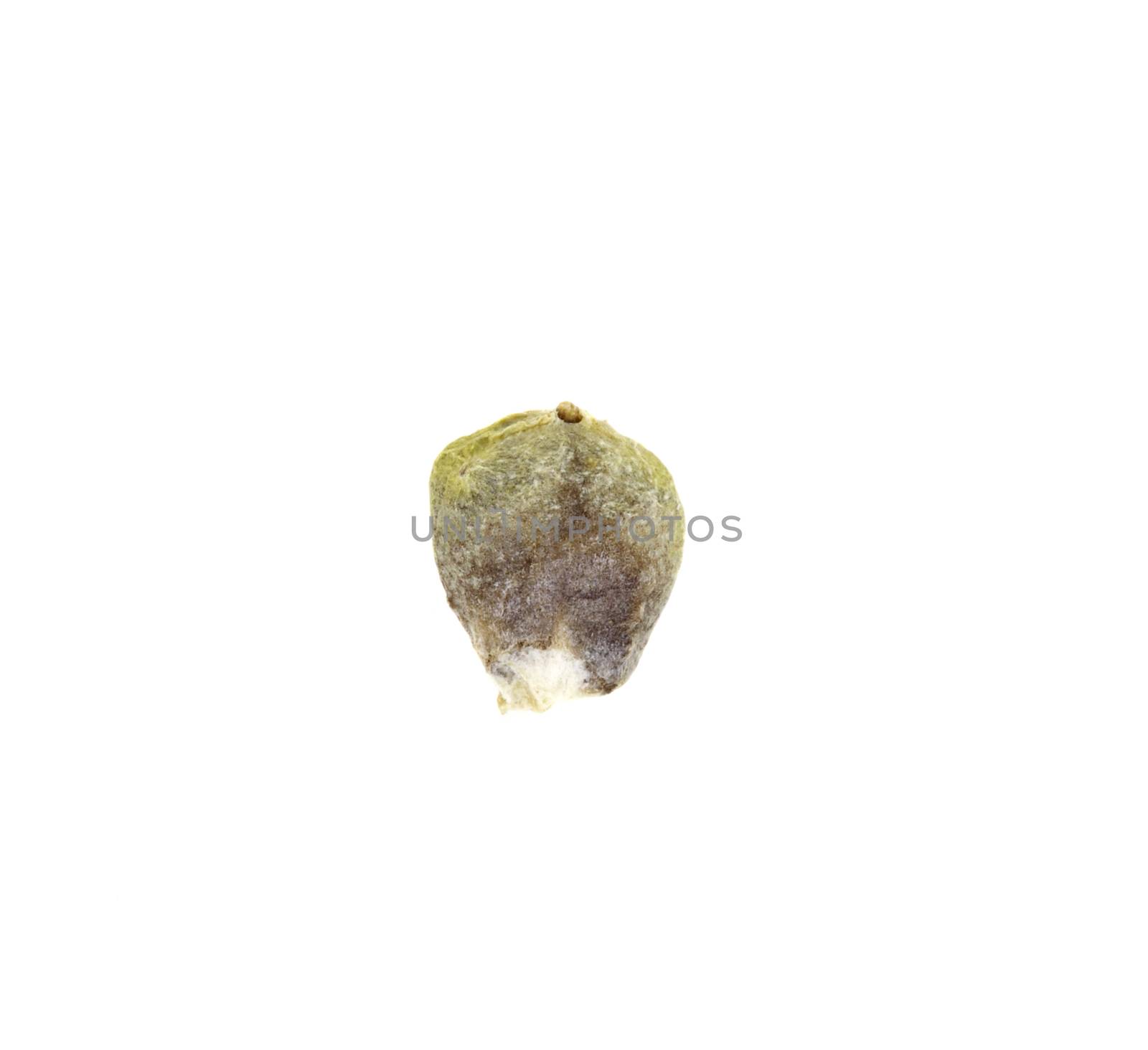 Macro of a spinach seed isolated on white background