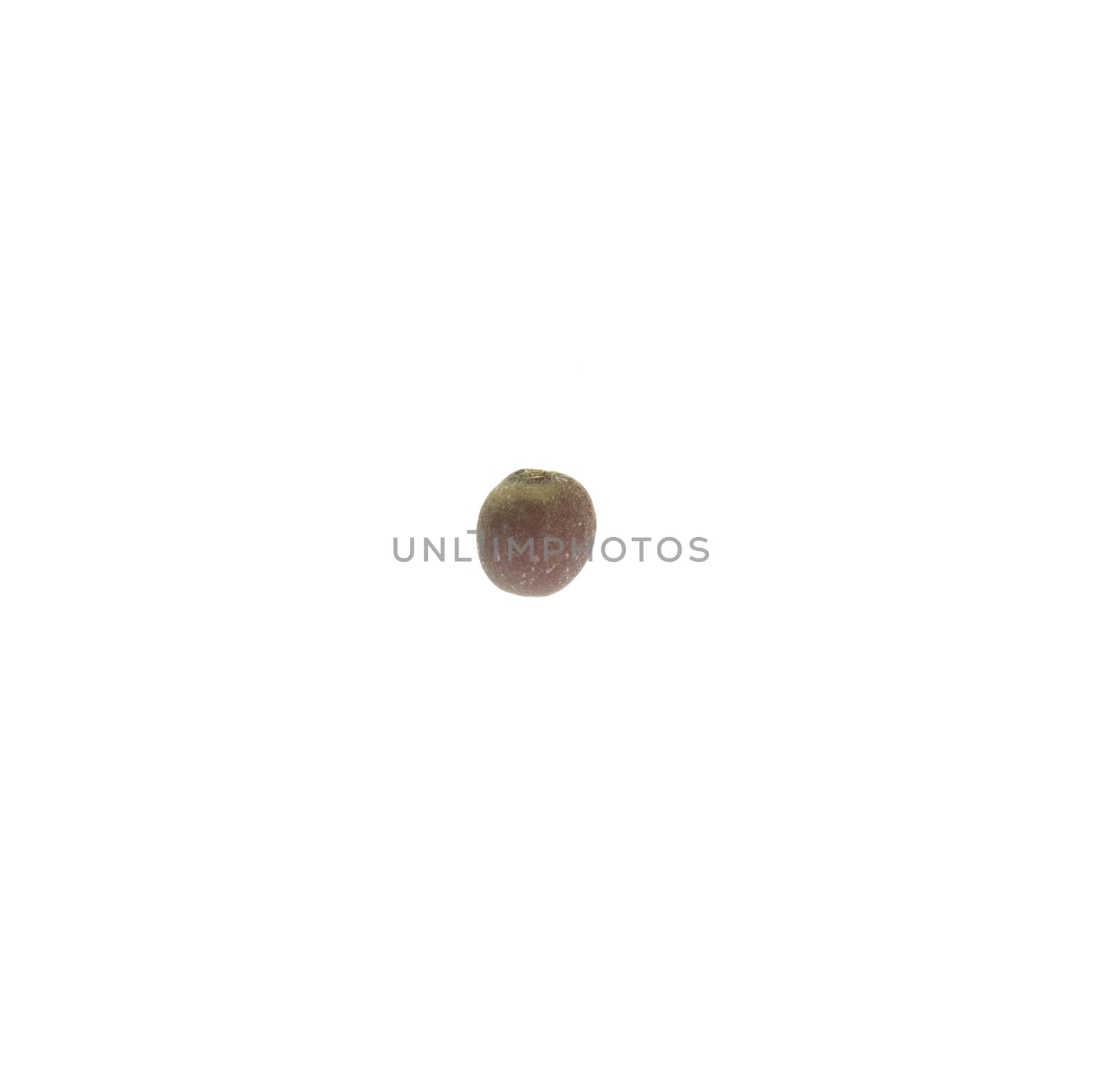 Macro of a brussel sprout seed isolated on white background