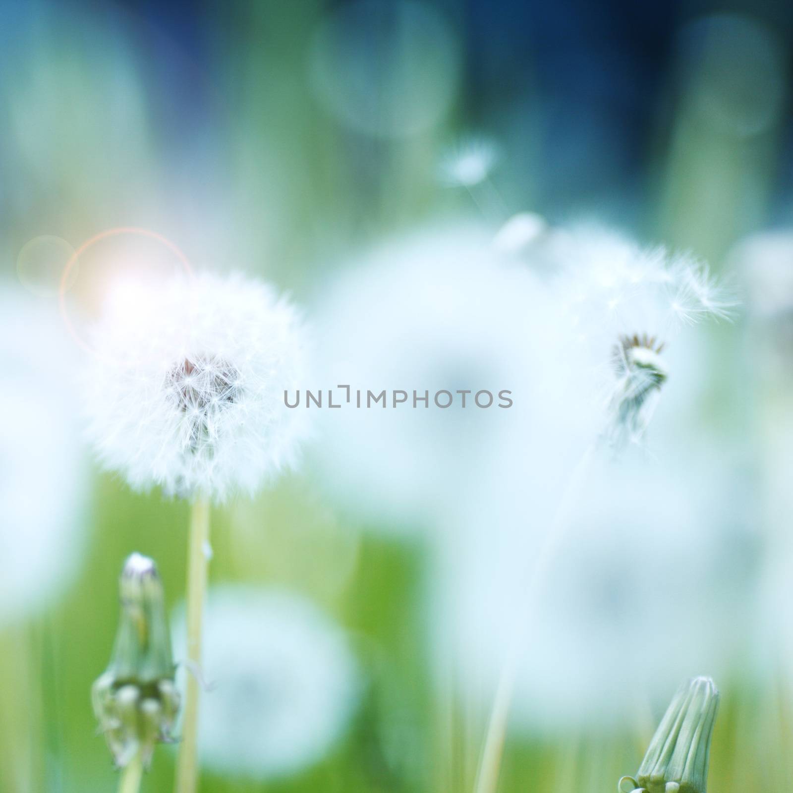 Beautiful white dandelion flowers close-up
