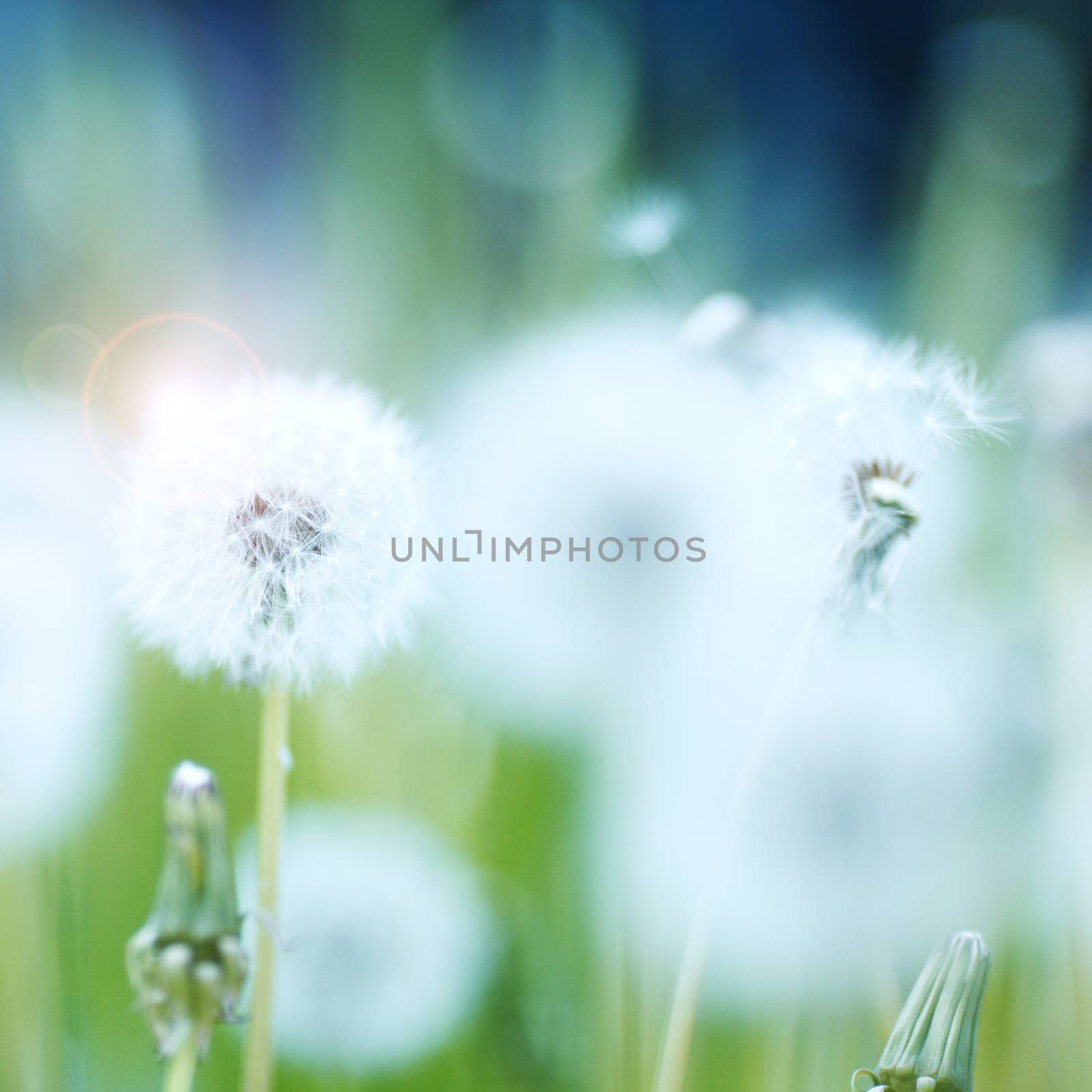 White dandelions by Yellowj