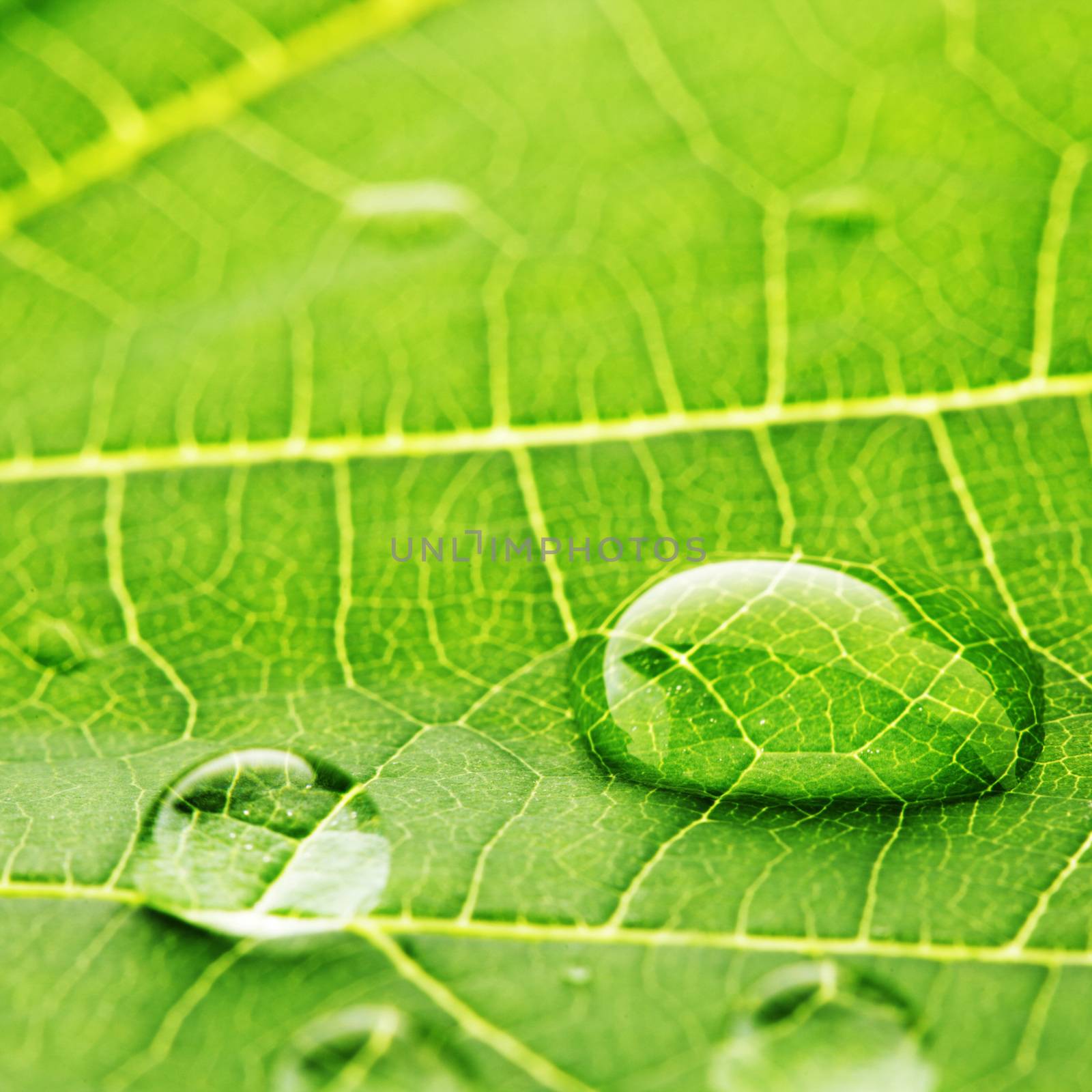 Water drops on leaf macro by Yellowj
