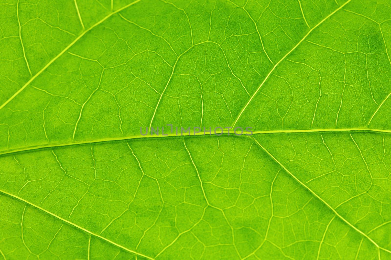 Fresh dreen leaf texture macro close-up