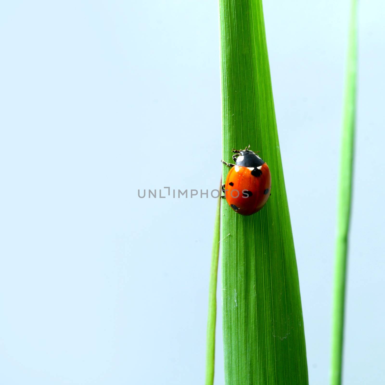 ladybug on grass isolated on white