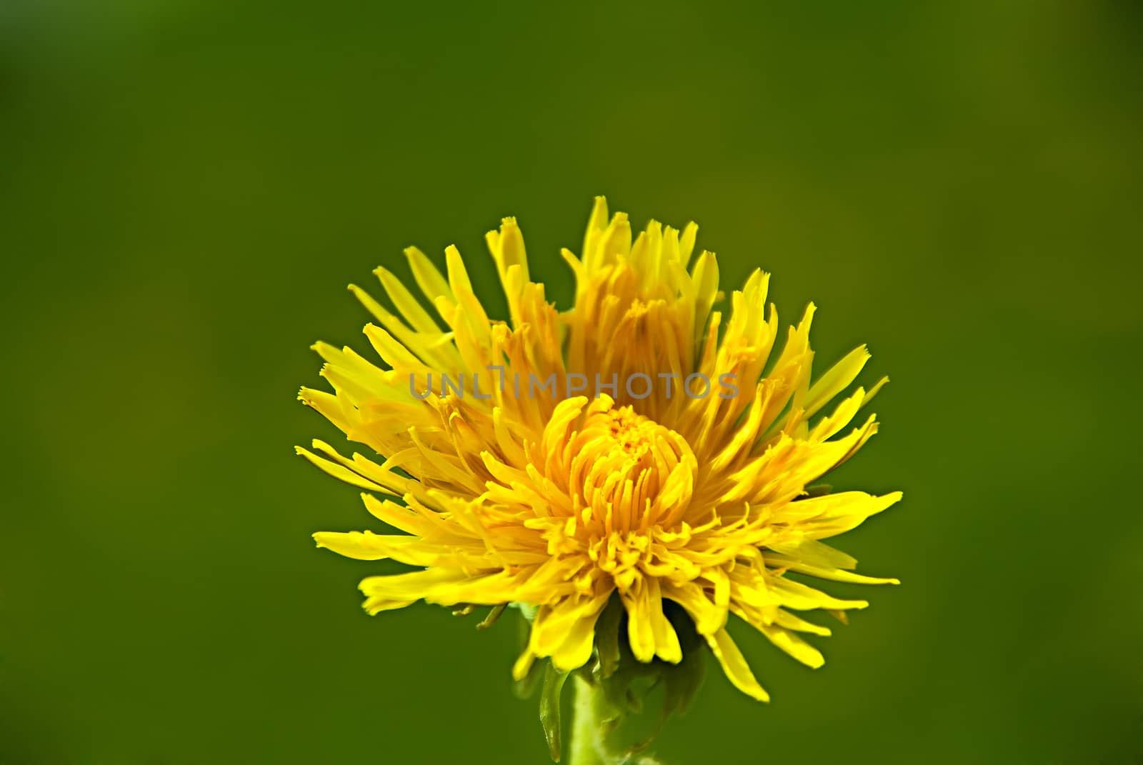 Dandelion on the green sky background