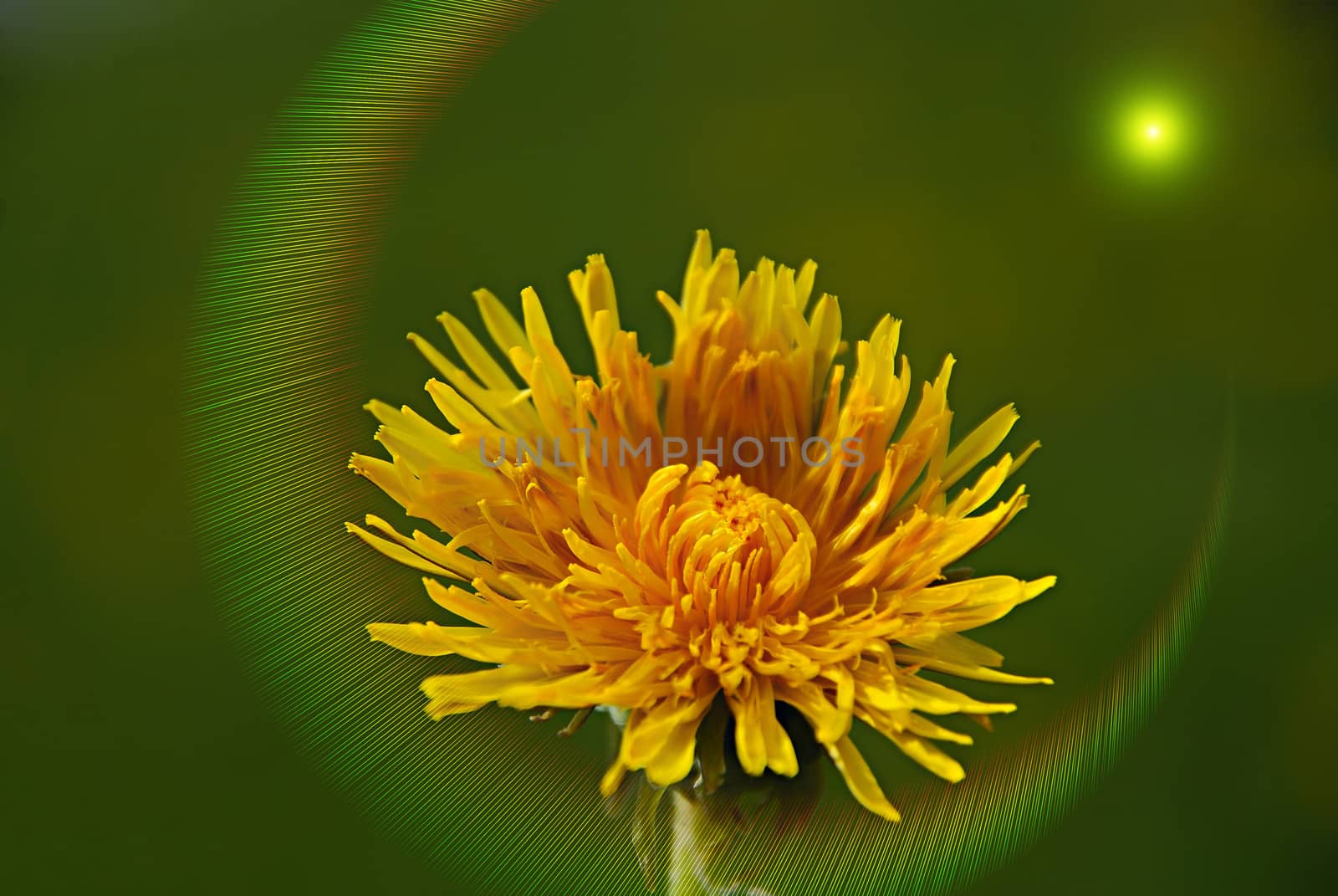 Dandelion on the green sky background