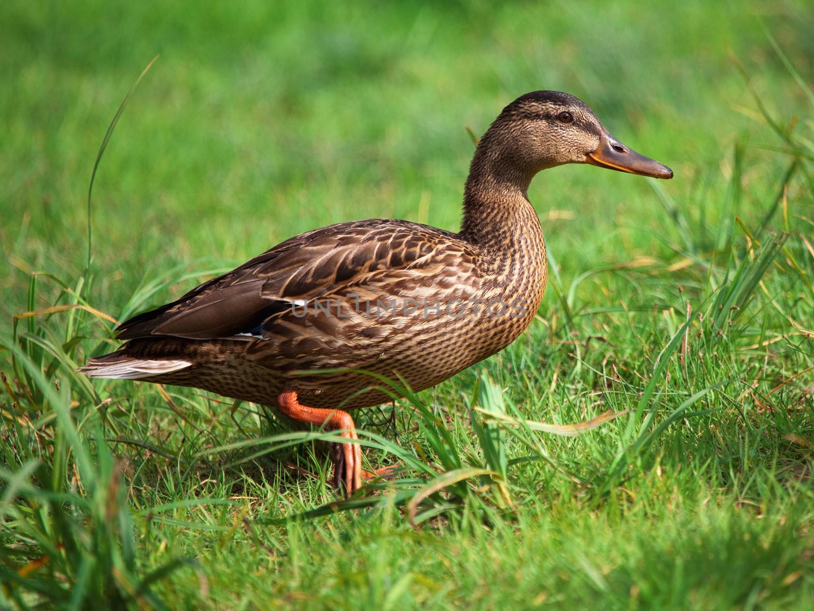 Duck on the river bank in summer day