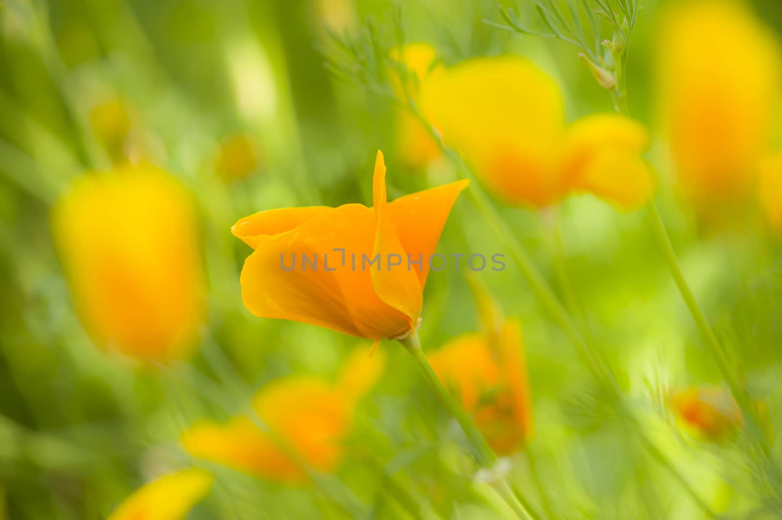 Yellow poppy flowers in full bloom in a green grass under the sun