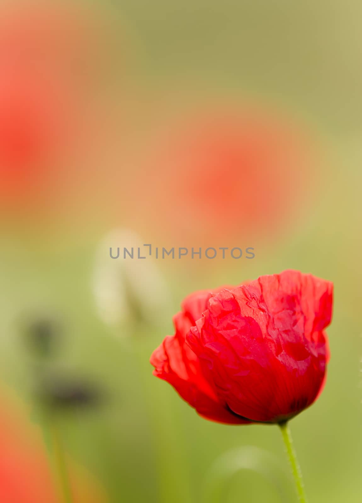 Red poppy flowers in full bloom in a green grass under the sun