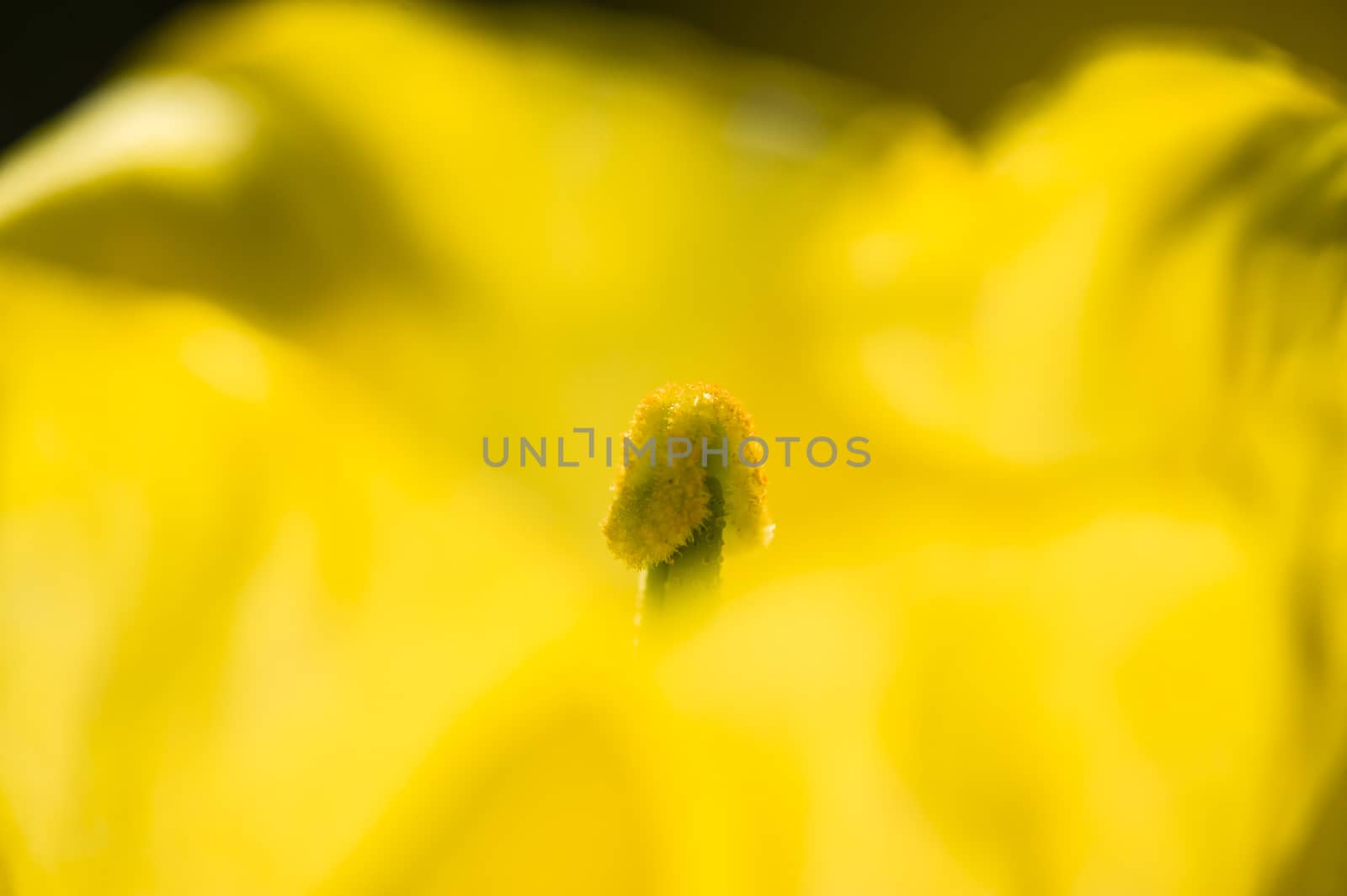 Yellow and green flower stamen with pollen