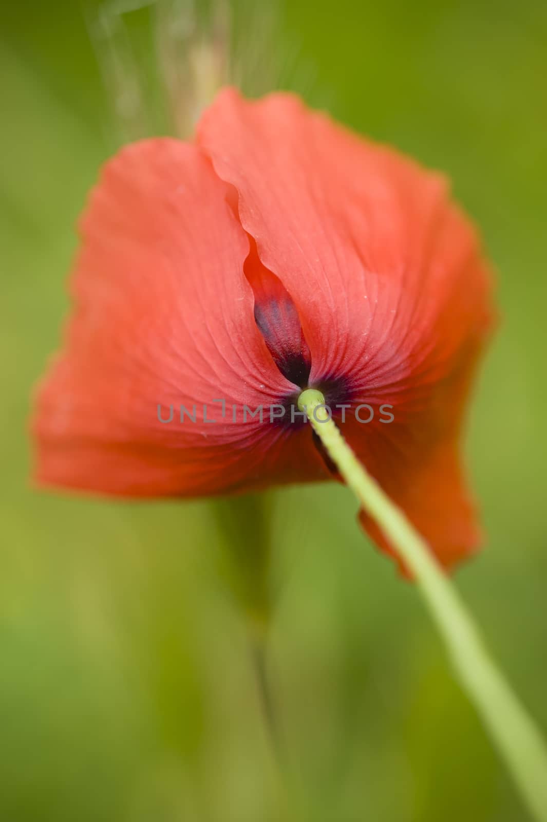 Red poppy flower from underneath
