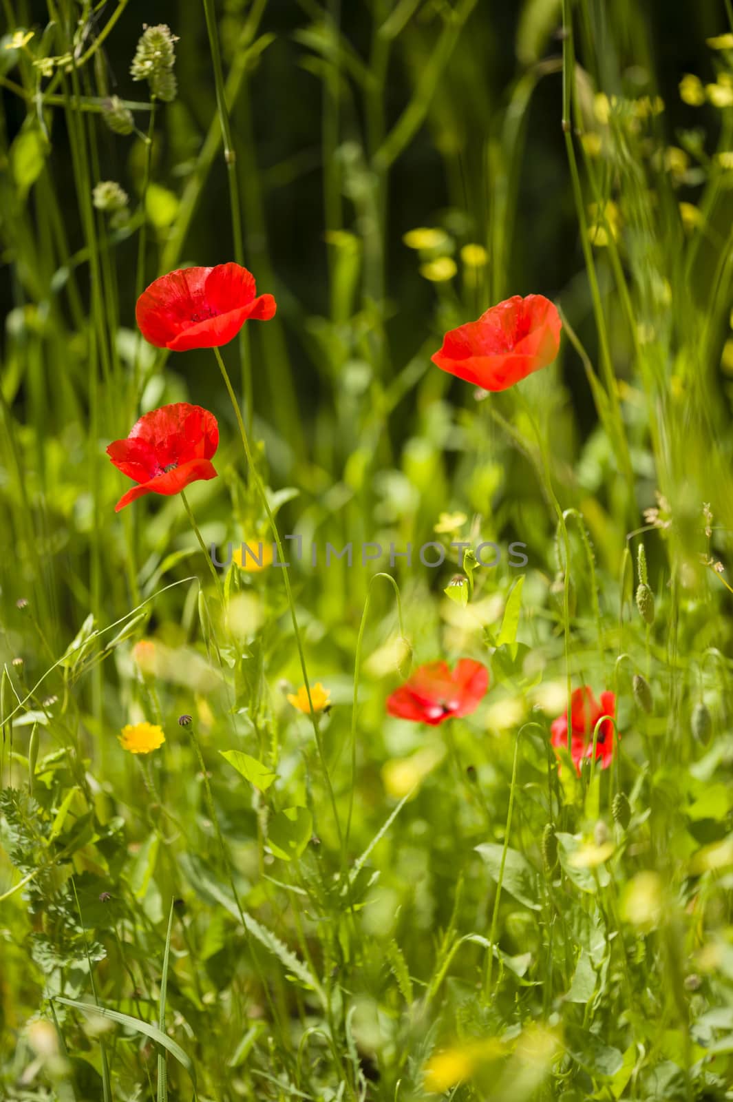 Red poppy flowers in full bloom in a green grass under the sun