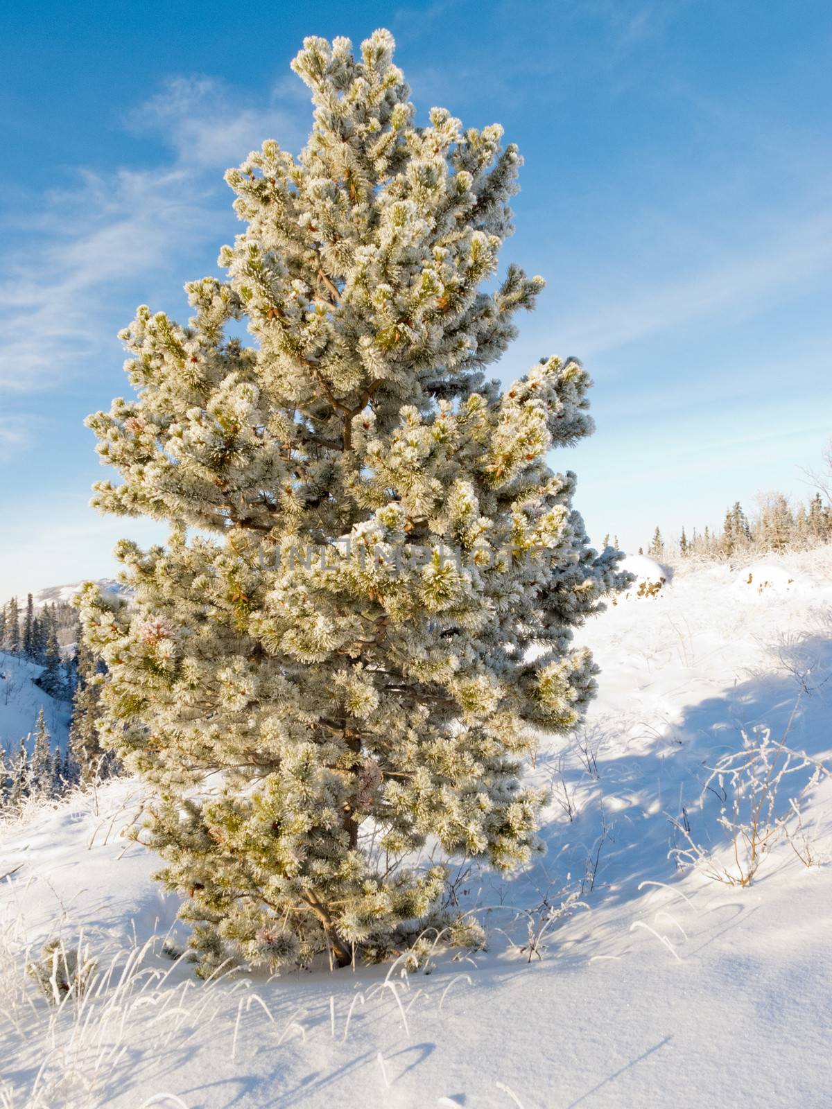 Hoar frost covered pine tree winter snow landscape by PiLens